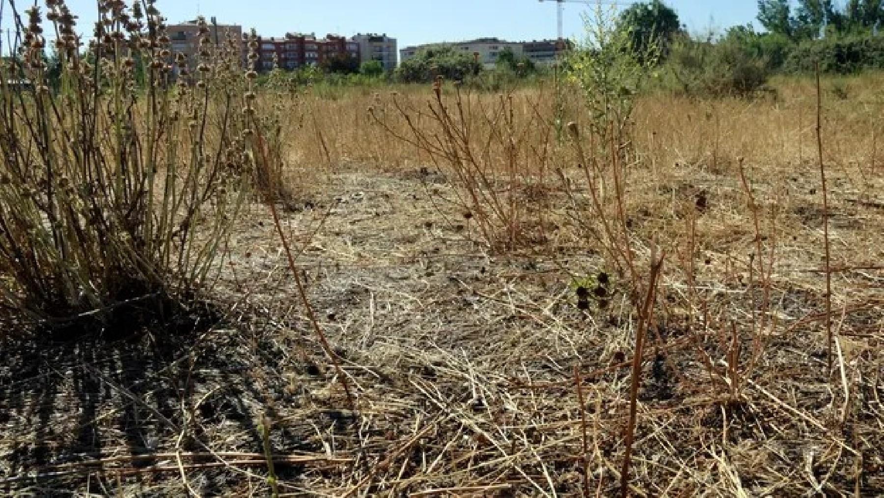 Una finca amb vegetació seca molt a prop de diversos blocs de pisos al barri de Balàfia de Lleida