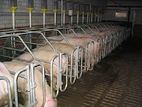 porcs