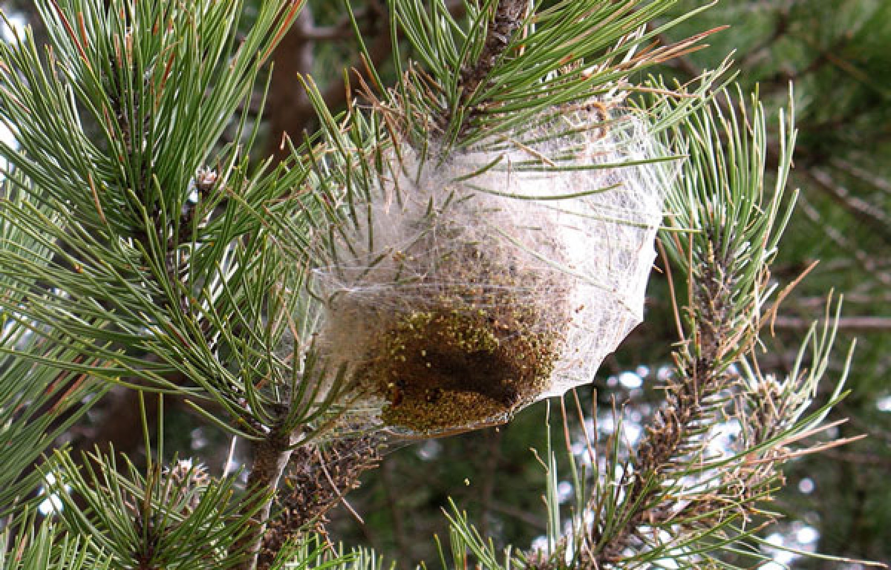 425E2B5D63072Faf77D32A5Ec26D3B31Processionria