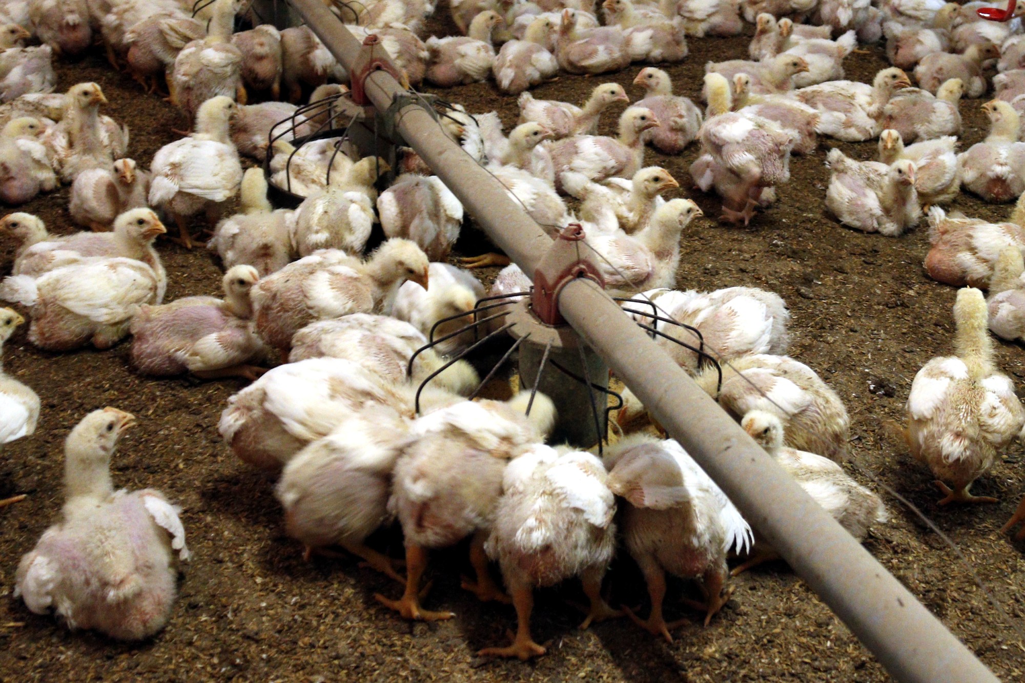 944Fe98F 61A1 4796 9717 39F079C737De